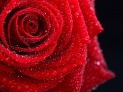 Красная роза фото